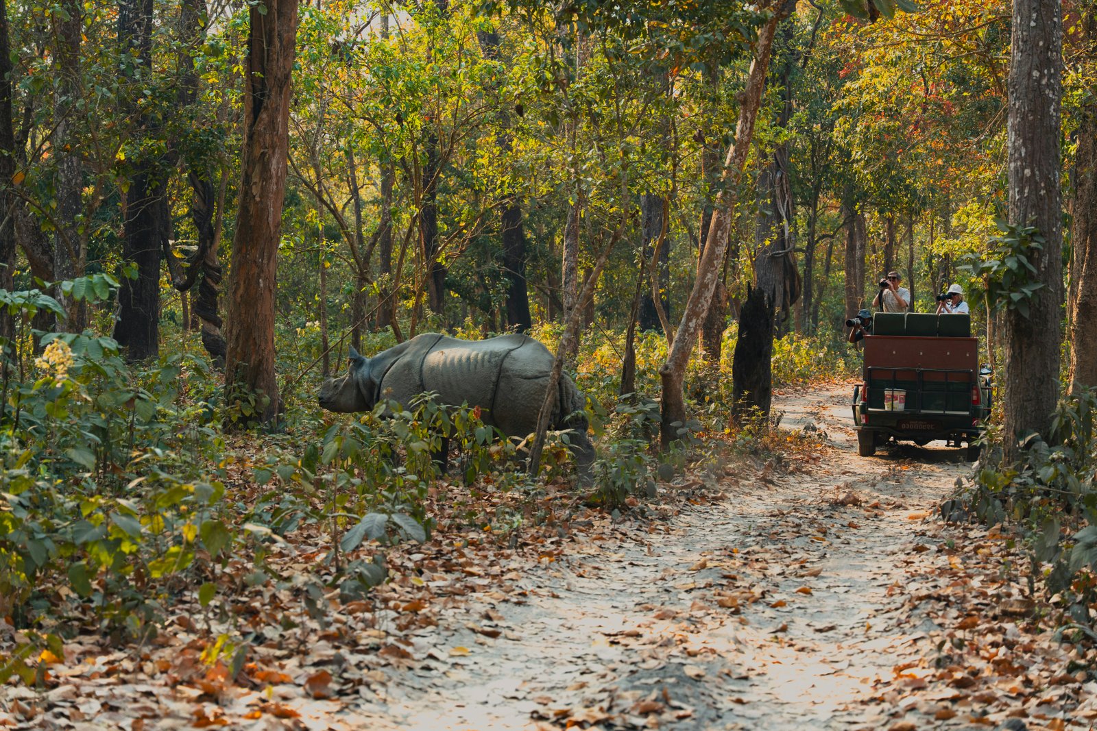 Chitwan National Park wildlife jungle safari