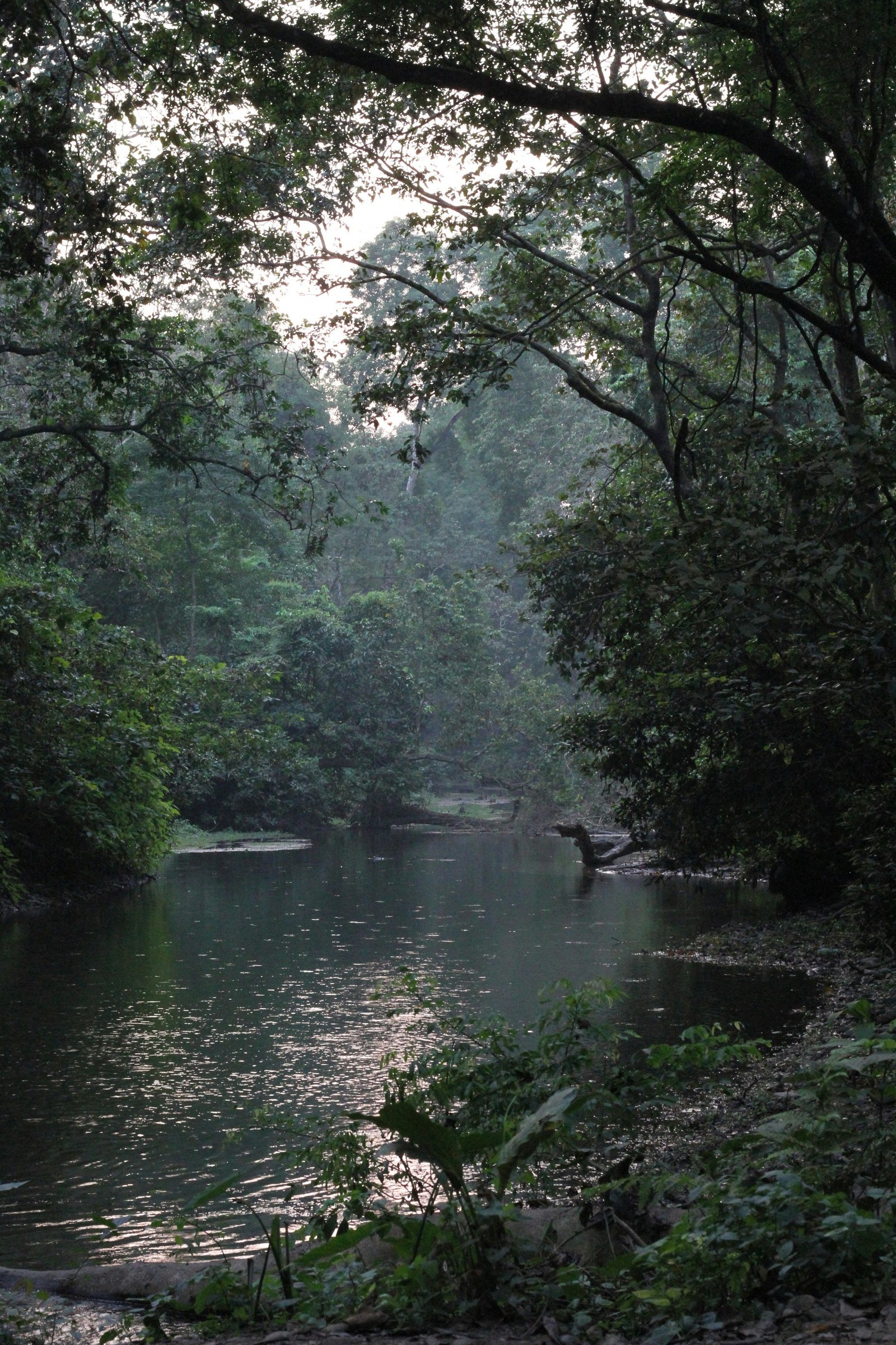 Scenic tropical forests and wildlife habitats in Nepal