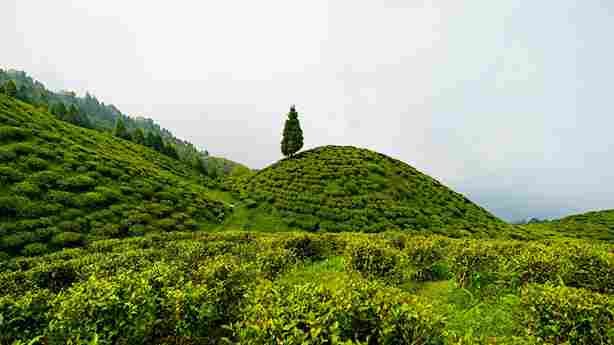 A beautiful view of Darjeeling tea gardens with a winding mountain road