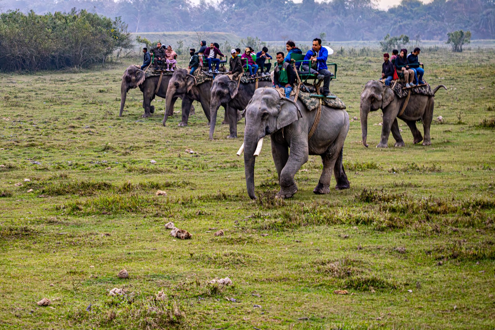 Elephant Safari in Tall Grass
