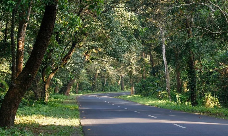A safari jeep and tourist vehicles entering Gorumara National Park in Lataguri, Dooars