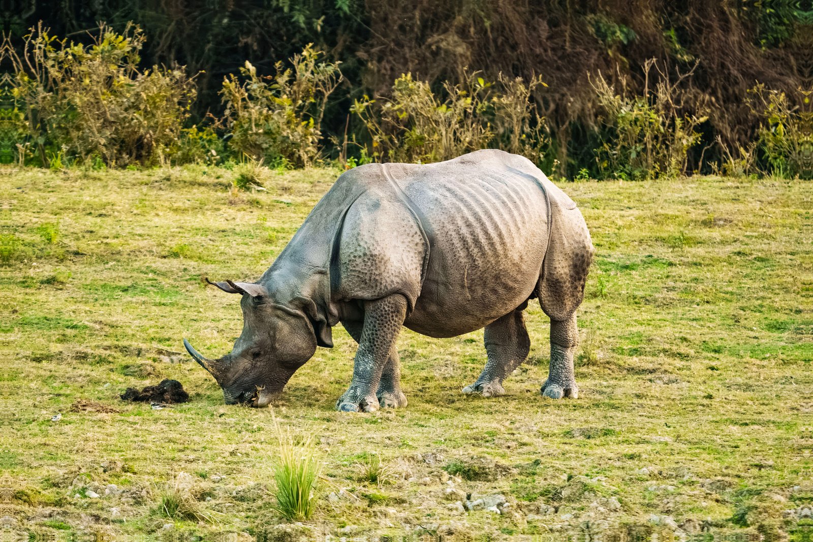 Indian One Horned Rhino at Kaziranga