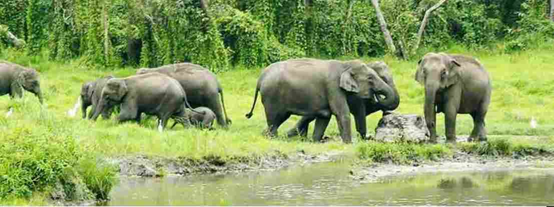 Siliguri to Lataguri Cab - Dooars Wildlife Safari Drop