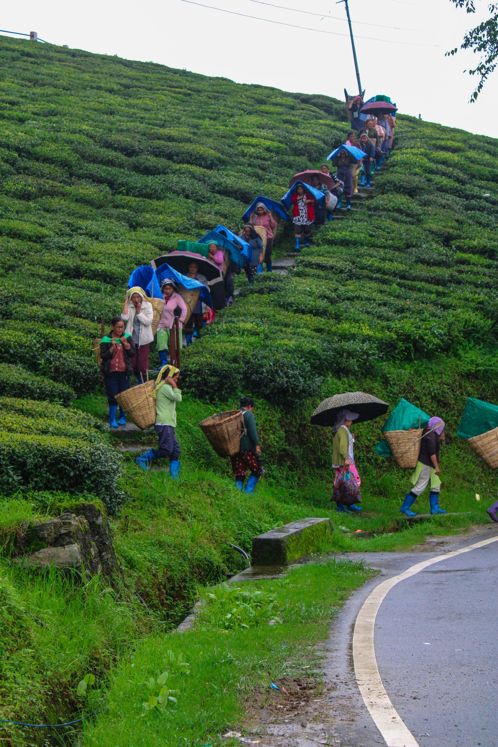 Surrounding hills and sloping bushes of Temi Tea Garden