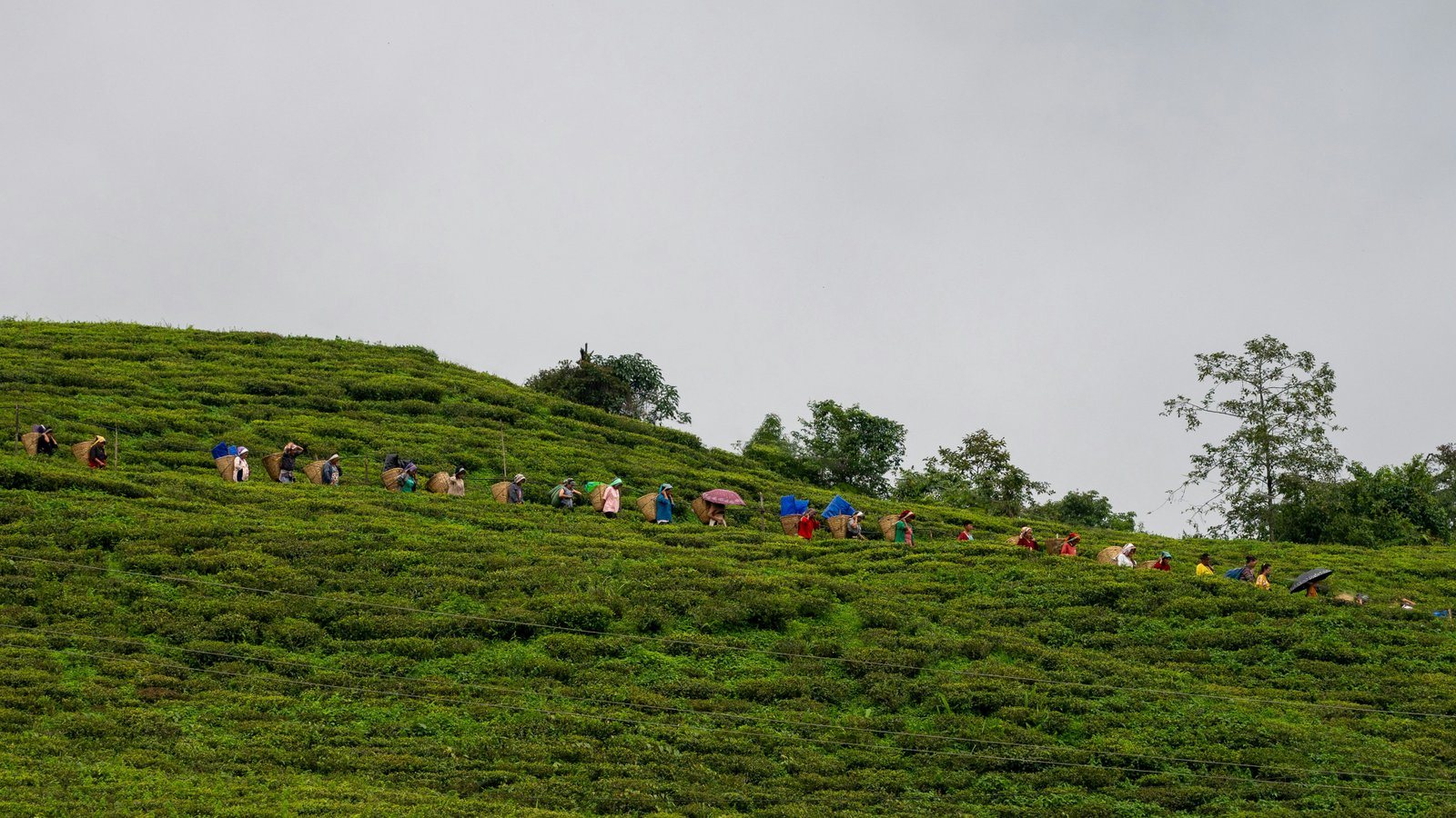 Scenic roads leading to Temi Tea Garden