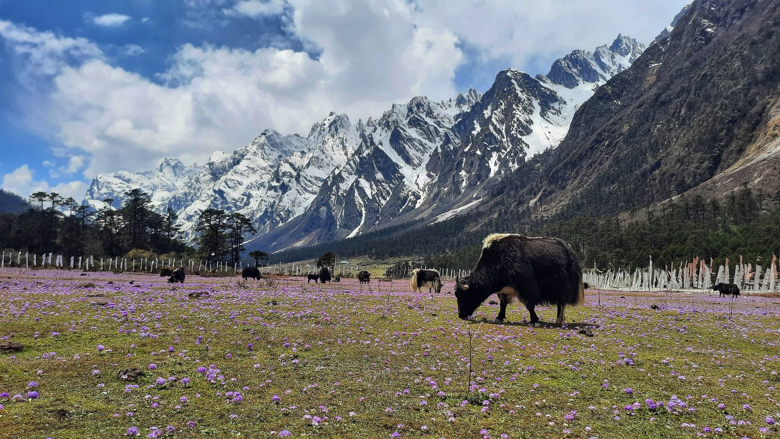 North Sikkim Trip Cost