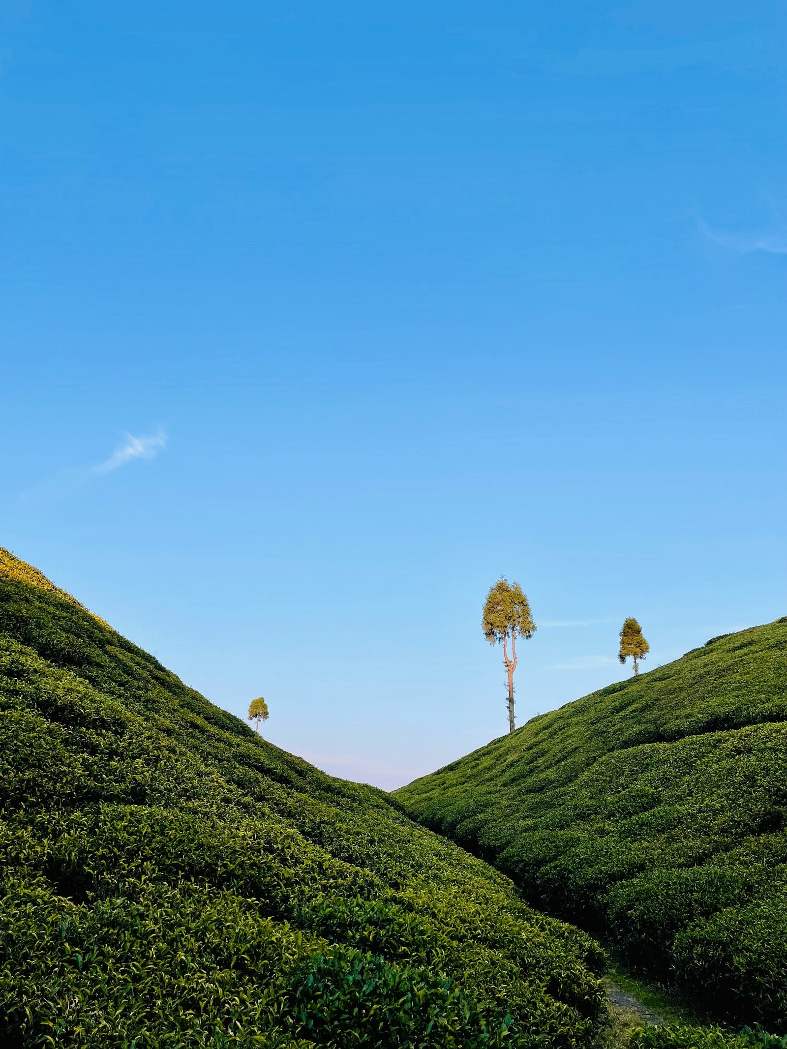 Darjeeling Pelling Tour Package