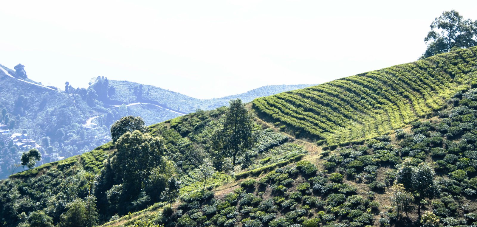 Sikkim Darjeeling Pelling Package Tour